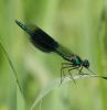 Banded_Demoiselle_2.jpg