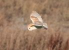 Barn_Owl_1.jpg