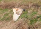 Barn_Owl_2.JPG