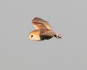 Barn_Owl_3.jpg