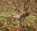 Filename=Barred_Warbler_LF.jpg
Filesize=87KiB
Dimensions=700x583
Date added=Oct 18, 2009 Barred_Warbler_LF.jpg