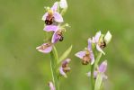 Bee_orchids.jpg