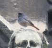 Black_redstart_2.jpg