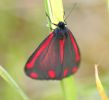 Filename=Cinabar_Moth.jpg
Filesize=43KiB
Dimensions=700x640
Date added=May 25, 2007 Cinabar_Moth.jpg