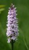 Common_Spotted_Orchid.jpg
