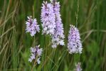 Common_Spotted_Orchid~0.jpg