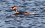 Great_Crested_Grebe.jpg