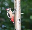 Filename=Great_Spotted_Woodpecker.jpg
Filesize=35KiB
Dimensions=555x527
Date added=Dec 07, 2006 Great_Spotted_Woodpecker.jpg