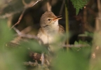 Marsh_Warbler_LF.jpg