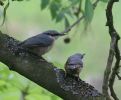 Filename=Nuthatch_and_young.jpg
Filesize=66KiB
Dimensions=700x577
Date added=Jun 10, 2007 Nuthatch_and_young.jpg