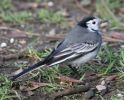 Pied_Wagtail_2.jpg