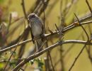 Pied_flycatcher.jpg