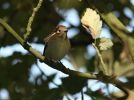 Pied_flycatcher_lincs.jpg