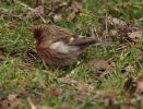 Redpoll_5.jpg