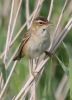 Filename=Sedge_Warbler.jpg
Filesize=55KiB
Dimensions=507x700
Date added=Jul 23, 2007 Sedge_Warbler.jpg