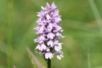 Southern_Marsh_Orchid.jpg