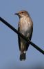 Filename=Spotted_Flycatcher.jpg
Filesize=53KiB
Dimensions=453x700
Date added=Aug 25, 2007 Spotted_Flycatcher.jpg