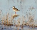 Spotted_Redshank.jpg