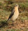 Wheatear_4_LF.jpg