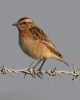 Filename=Whinchat.jpg
Filesize=87KiB
Dimensions=560x700
Date added=Aug 25, 2007 Whinchat.jpg