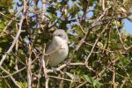 Whitethroat.jpg