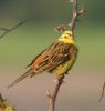 Yellow_Bunting.jpg