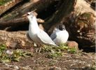 Filename=black_headed_gulls.jpg
Filesize=45KiB
Dimensions=420x306
Date added=Feb 26, 2007 black_headed_gulls.jpg