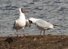Filename=black_headed_gulls_2.jpg
Filesize=37KiB
Dimensions=422x305
Date added=Feb 26, 2007 black_headed_gulls_2.jpg