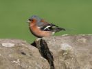 Filename=chaffinch.jpg
Filesize=34KiB
Dimensions=560x417
Date added=Mar 06, 2007 chaffinch.jpg
