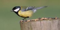 Filename=great_tit.jpg
Filesize=26KiB
Dimensions=586x302
Date added=Mar 06, 2007 great_tit.jpg