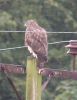 Filename=juv_buzzard_2.jpg
Filesize=58KiB
Dimensions=543x700
Date added=Jul 21, 2007 juv_buzzard_2.jpg