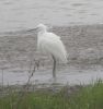 little_egret.jpg