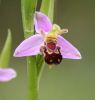 orchid_1.jpg