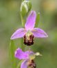 orchid_2.jpg