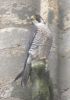 Filename=peregrine.jpg
Filesize=51KiB
Dimensions=492x700
Date added=May 24, 2007 peregrine.jpg