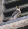 Filename=peregrine_2.jpg
Filesize=38KiB
Dimensions=604x627
Date added=May 24, 2007 peregrine_2.jpg