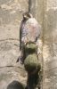 Filename=peregrine_3.jpg
Filesize=39KiB
Dimensions=380x592
Date added=May 27, 2007 peregrine_3.jpg
