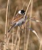 Filename=reed_bunting.jpg
Filesize=112KiB
Dimensions=449x529
Date added=Mar 13, 2007 reed_bunting.jpg