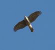 Filename=sparrowhawk_1.jpg
Filesize=58KiB
Dimensions=381x344
Date added=Mar 13, 2007 sparrowhawk_1.jpg