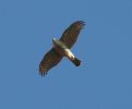 Filename=sparrowhawk_2.jpg
Filesize=73KiB
Dimensions=478x395
Date added=Mar 13, 2007 sparrowhawk_2.jpg