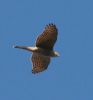 Filename=sparrowhawk_3.jpg
Filesize=29KiB
Dimensions=235x252
Date added=Mar 13, 2007 sparrowhawk_3.jpg