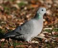 Filename=stock_dove.jpg
Filesize=72KiB
Dimensions=700x578
Date added=Nov 15, 2007 stock_dove.jpg