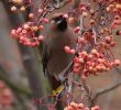 Filename=waxwing_2.jpg
Filesize=47KiB
Dimensions=444x402
Date added=Mar 17, 2007 waxwing_2.jpg