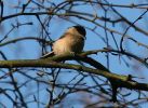 Filename=willow_tit.jpg
Filesize=44KiB
Dimensions=459x333
Date added=Feb 26, 2007 willow_tit.jpg