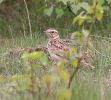 wood_lark.jpg