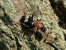 Ant_Beetle(Thanasimus_formicarius),Chambers_Wood,Lincolnshire_.jpg