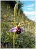 Bee_Orchid,North_Lincolnshire_.jpg