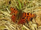 Comma(Nymphalis_c-album),Chambers_Wood,Lincolnshire__copy.jpg