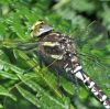 Filename=CommonHawk_1_.jpg
Filesize=97KiB
Dimensions=600x598
Date added=Jul 14, 2009 CommonHawk_1_.jpg