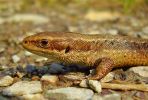 Common_Lizard(Zootoca_vivipara),Chambers_Wood,Lincolnshire_.jpg